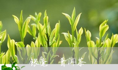 银毫 普洱茶/2023042710214